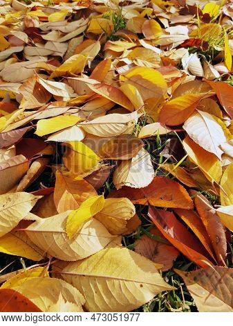Autumn Fallen Yellow Leaves On The Ground In The Park Close-up. Yellow Foliage. Autumn Leaves On The