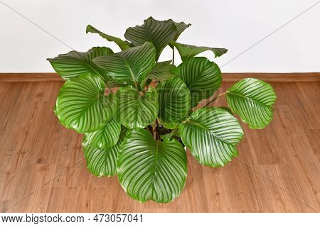 Large Full 'calathea Orbifolia' Prayer Plant Houseplant