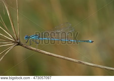 Natural Closeup On A Rare Blue Goblet-marked Damselfly, Erythromma Lindenii