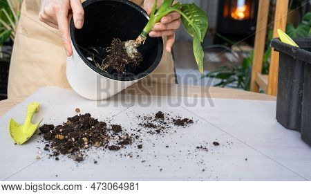 The Earthen Lump Of A Home Potted Plant Is Entwined With Roots, The Plant Has Outgrown The Pot. The 