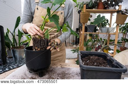 The Earthen Lump Of A Home Potted Plant Is Entwined With Roots, The Plant Has Outgrown The Pot. The 