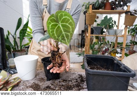 Repotting A Home Plant Anthurium Clarinervium Into A New Pot In Home Interior. Caring For A Potted P