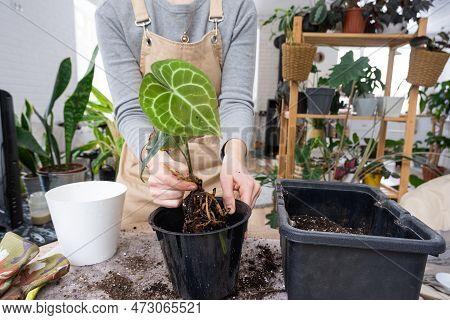 Repotting A Home Plant Anthurium Clarinervium Into A New Pot In Home Interior. Caring For A Potted P