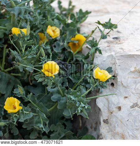 Square Frame Flora Israel. Glaucium Is A Genus Of About 25 Species Of Annual, Biennial Or Perennial 