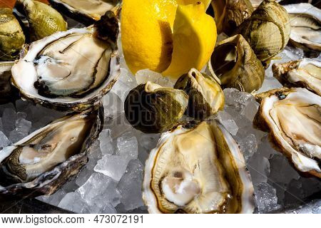 Fresh Oysters And Whelk Platter With Lemon On The Ice. High Quality Photo