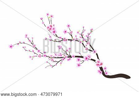 Cherry Blossom Flower Blooming Vector. Pink Sakura Flower Background. Sakura On White Background. Wa