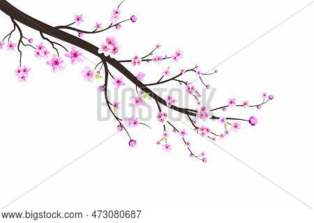 Cherry Blossom Branch With Sakura Flower. Sakura On White Background. Watercolor Cherry Blossom Vect