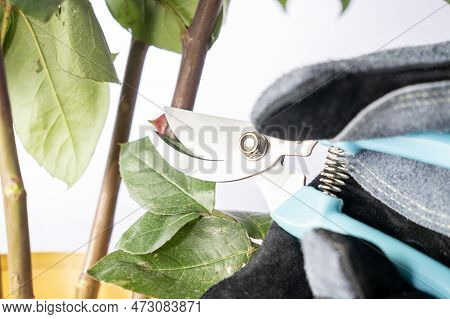Rose Pruning Of Large Thorns. Close-up Hands In Protective Gloves Prune A Rose Bush With Large Thorn