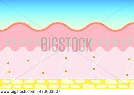 Removing Skin Wrinkles And Anti-aging Process Vector. Tightening Elastic Fiber And Skin Collagen Tre