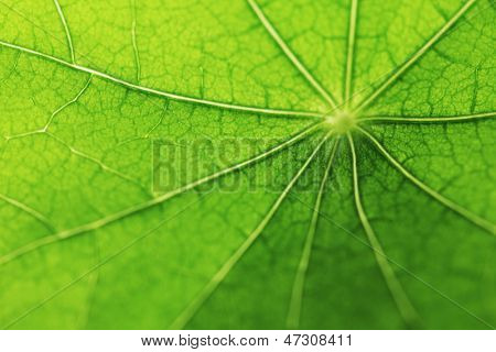 Frische Dreen Blatt Textur Makro Nahaufnahme