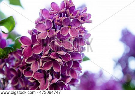 Big Lilac Branch Bloom. Spring Purple Lilac Flowers Close-up On Blurred Background. Bouquet Of Purpl