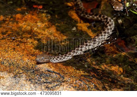 Malagasy Cat-eyed Snake, Madagascarophis Colubrinus Is A Species Of Snake Of The Family Pseudoxyrhop