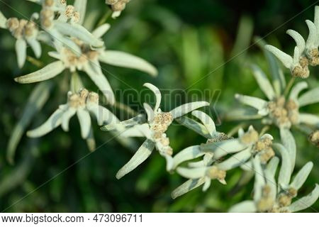 Beautiful Edelweiss Flower Blossom, Mountain Flower And Used In Traditinal Medine