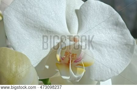 White Orchid Petals Close Up. Orchid Flower Vackground.