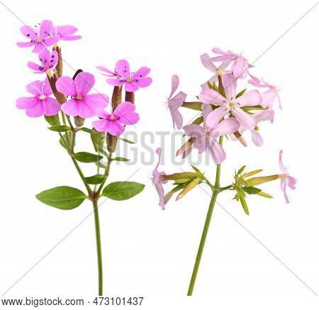 Soapwort Flowers  Isolated On A White Background