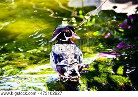 Closeup Shot Of A Wood Duck In A Lake Searching For Food