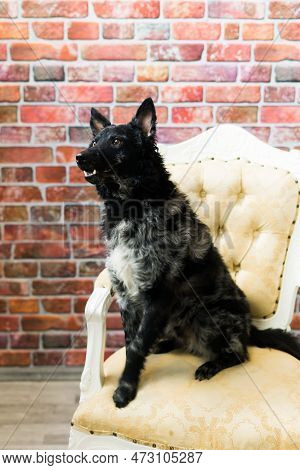 Mudi Black Dog Sitting On Chair In The Interior
