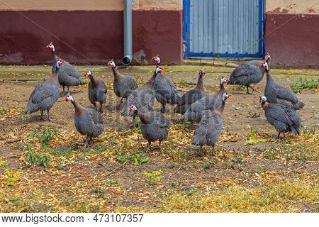 Freerange Domestic Guineafowl Birds In Garden At Farm