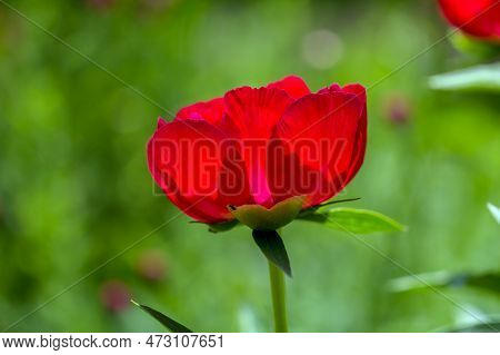Red Peony Albiflora Officinalis Red Charm In The Garden