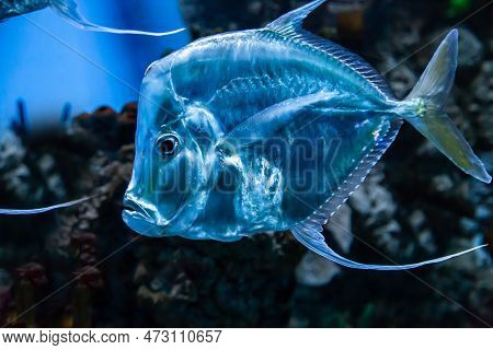The Moonfish Is A Womer With A Transparent Body On The Background Of The Seabed. Marine Life, Exotic