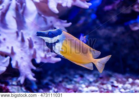 Fish Yellow Fox Lo (foxface Rabbitfish) Yellow With A Beautiful Blue Muzzle On The Background Of The
