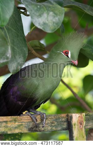 Nice Exotic Tauraco Bird Outdoor. Photo Of Exotic Tauraco Bird In Nature. Exotic Tauraco Bird