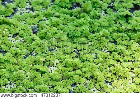 Growing Green Azolla Microphylla Used  An Ingredient In Animal Feed  Or As Compost,close Up