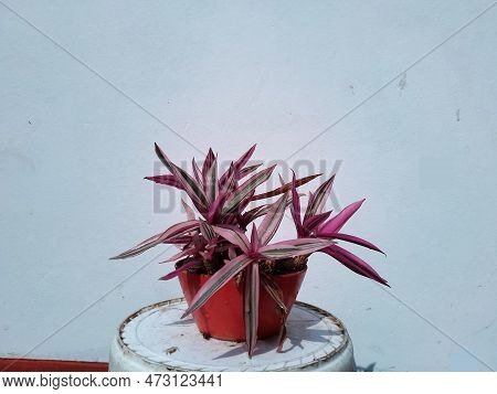 Rhoeo Discolor Tricolor Tradescantia Spathacea Plant In A Pot At Home Garden