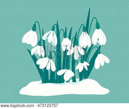 First Spring Flowers. Delicate White Snowdrops In Snowdrift. Postcard For Snowdrop Day On April 19. 
