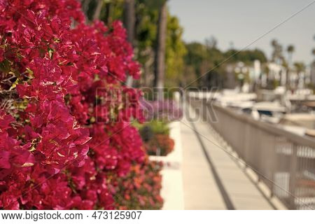 Bougainvillea Or Paperflower Blooming With Pink Bracts On Blurred Promenade Copy Space, Flowering