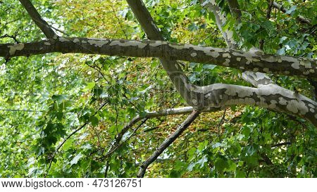 Sycamore Tree. Platanus Orientalis. Spotted Plane Tree Trunk Under Sunlight. Bottom View. Park Trees