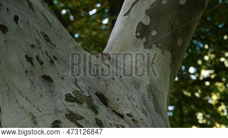 Sycamore Tree. Platanus Orientalis. Spotted Plane Tree Trunk Under Sunlight. Bottom View. Park Trees
