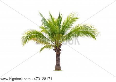 Aromatic Sweet Young Coconut Tree, Cocos Nucifera L., Low Tree With Green Leaves Isolated On White B