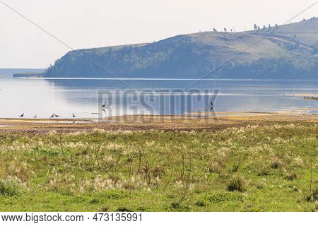 Lake Surrounded By A Lush Green Hillside, Mountain On Background.herons And Gulls Hunt Fish In Shall