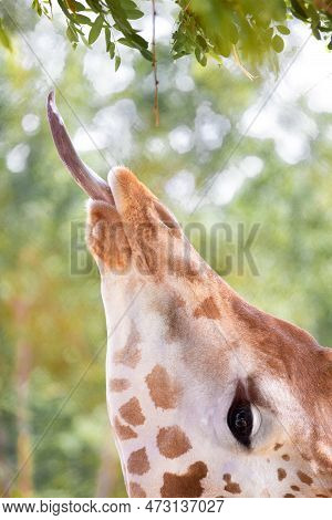 Giraffe Eating Green Leaves Close-up Portrait, The Giraffe Stuck Out His Tongue To Get And Eat The L