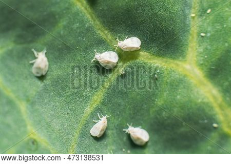 Whitefly Aleyrodes Proletella Agricultural Pest On Cabbage Leaf.