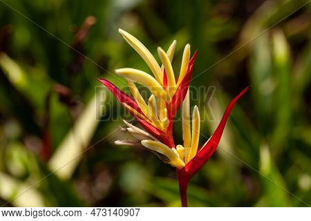 Parakeet Flower, Heliconia Psittacorum