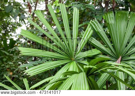 Mangrove Fan Palm Leaf, Licuala Spinosa