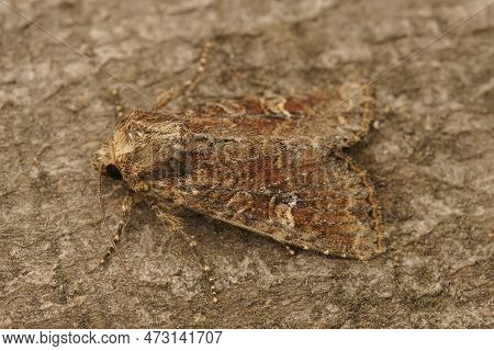 Detailed Closeup Of A Small Clouded Brindle Owlet Moth, Apamea Unanimis, On A Wood In The Garden