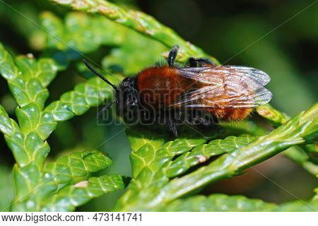 Natural Closeup On A Female Tawny Mining Bee , Andrena Fulva, Sitting On A Green Leaf