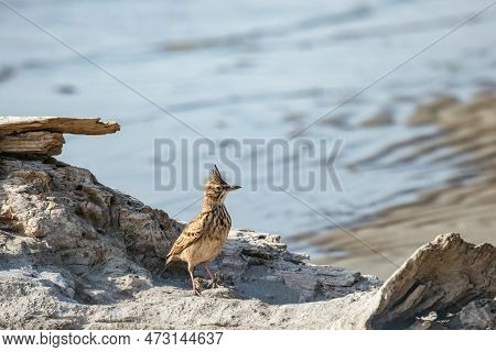 The Crested Lark Or Galerida Cristata Common Small Grey Brown Bird With Forelock On The Sunny Beach.