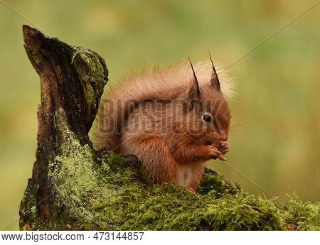 Red Squirrel With Long Bushy Tail Scottish Wildlife Eating Nuts On Moss With Log Behind It On A Gree