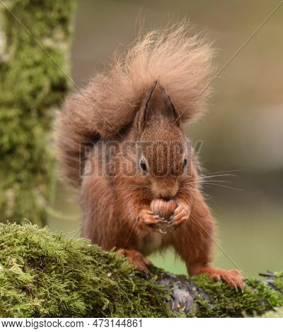 Front View Of Endangered Scottish Red Squirrel Eating A Nut On A Green Background