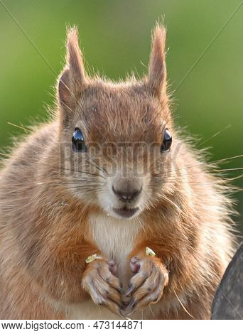 Close Up Of An Endangered Red Squirrel, Sciurus Vulgaris, From The Front Showing Detail Of Face And 