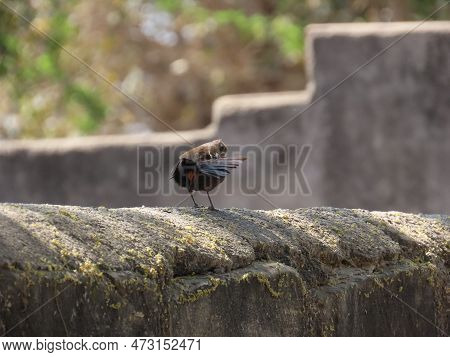 Rajkot, Gujarat, India. March-04-2023. Indian Robin (copsychus Fulicatus).