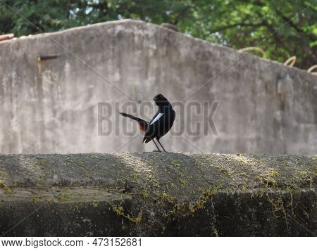 Rajkot, Gujarat, India. March-04-2023. Indian Robin (copsychus Fulicatus) Male Bird.