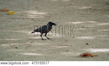 Close-up Of Lone Crow Standing On Ground, Looking Around On Its Long Legs And Picking Up Crumbs Of F