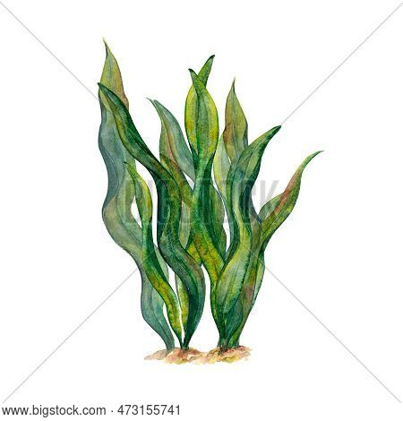 Watercolor Drawing Of Ribbon Algae Wobbling Underwater On White Background. Ideal Or Illustration, S