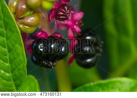 Phytolacca Americana, Pokeweed Berries. Garden Decoration Herbal Plant.