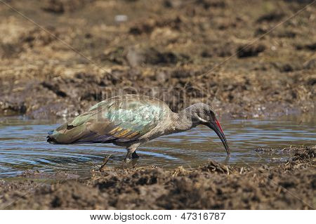 Espèce Ibis
